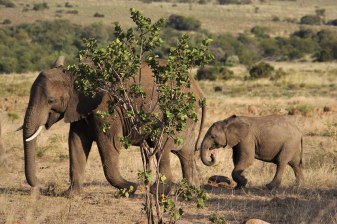 1-Day Pilanesberg National Park Safari from Johannesburg with Big 5