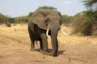 12-Hour Aquila Private Game Reserve Safari with Breakfast and Lunch
