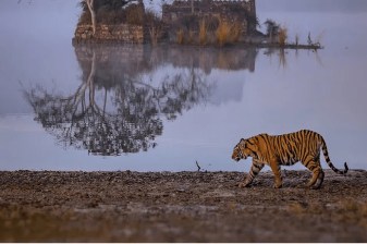 3-Day Jim Corbett Safari Tour with Tribal Village Experience