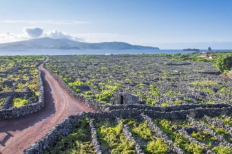 3-Hour Pico Island Wine Tour with Criação Velha UNESCO Vineyards