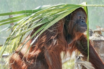 Full-Day Sandakan Wildlife and City Tour with Sepilok and Labuk Bay
