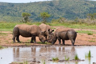 21-Day South Africa Safari and Culture Tour with Cape Town and Kruger