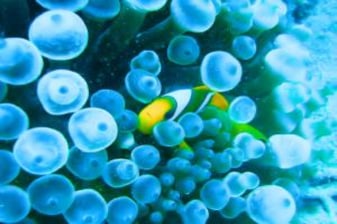 Excursion de 7 heures en snorkeling à Marsa Alam en bateau à voile