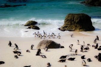 9-Hour Cape Peninsula Tour with Penguins and Chapman's Peak