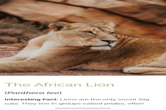 Full-Day Aquila Big Five Safari from Cape Town with Karoo Game Drive