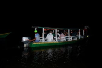 Alligators Night Watch