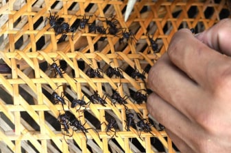 Tucandeira Ants Indigenous Ritual