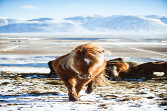 7 Day Iceland Ring Road & Snæfellsnes