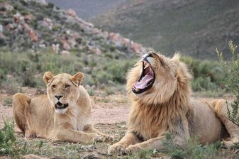 Big 5 Aquila Safari half Day Tour and Wine Tasting