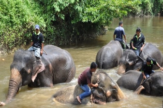 Elephant Sanctuary & Fireflies Combo Tour on Private Basis