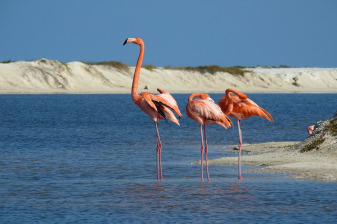 7-Hour Chichen Itza and Río Lagartos Tour with Las Coloradas