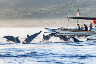 1-Day Lovina Dolphin Watching Tour with Lake Beratan and Tanah Lot