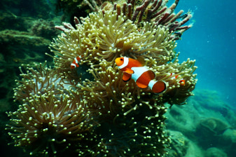 2-Day Great Barrier Reef and Rainforest Tour from Cairns