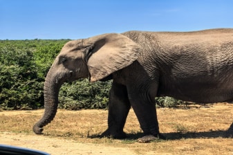 8-Hour Addo and Kragga Kamma Safari from Port Elizabeth