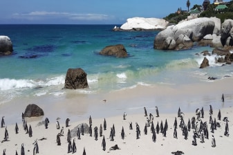 9-Hour Cape Peninsula Tour from Cape Town with Cape Point and Penguins