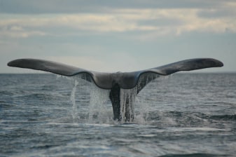 8-Hour Península Valdés Wildlife Tour from Puerto Madryn with Whale Watching