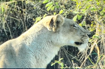5-Hour Kruger National Park Safari with Afternoon Wildlife Viewing