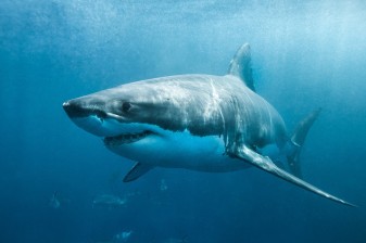 1-Day Great White Shark Cage Diving Tour in Gansbaai with Shark Alley