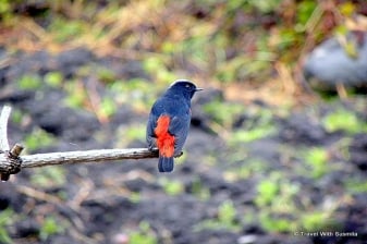 7-Day Sikkim Birding Tour with Monasteries and High-Altitude Lakes