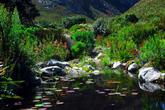 4-Hour Botanical Garden Walk in Betty's Bay with Cape Fynbos Views