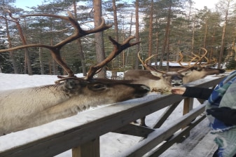 5-Hour Helsinki City Tour with Nuuksio Reindeer Park Experience