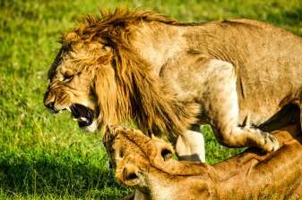 Full-Day Wildlife and Wine Tour from Cape Town to Stellenbosch