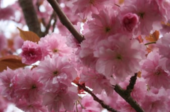 8-Hour Miyajima and Kintai Bridge Tour with Itsukushima Shrine