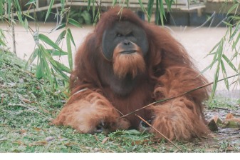 6-Day Orangutan and Lake Toba Tour from Medan via Ketambe