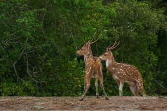 3-Day Sundarban National Park Tour with Boat Safari and Village Life