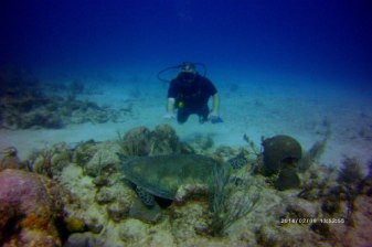 1-Day Scuba Diving Tour in Playa del Carmen with Coral Reefs