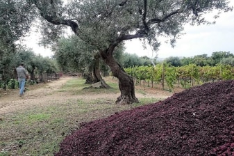 8-Hour Ragusa Wine and Olive Oil Tour through the Cerasuolo DOCG