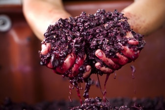1-Day Yarra Valley Wine Tasting Tour with Chocolaterie and Healesville