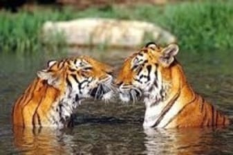 7-Day Bardiya Jungle Safari with Tharu Culture and Karnali River