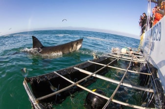 9-Hour Shark Cage Diving Trip to Gansbaai from Cape Town with Brewery Visit
