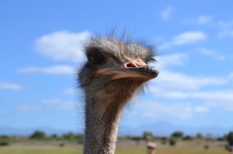 9-Hour Oudtshoorn Wildlife Tour with Cango Caves and Ostrich Farm