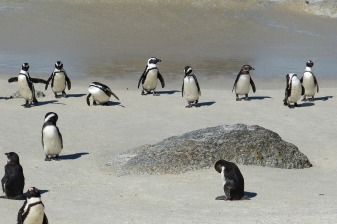 9-Hour Cape Peninsula Tour with Cape Point and Boulders Beach