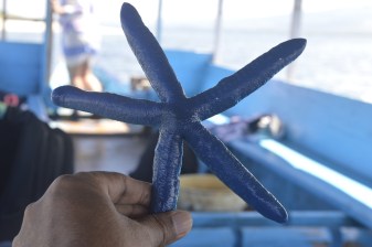 12-Hour Snorkelling Tour in East Gili Islands with Blue Starfishes