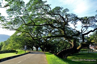 2-Day Taiping and Kuala Sepetang Tour with Mangroves and Seafood