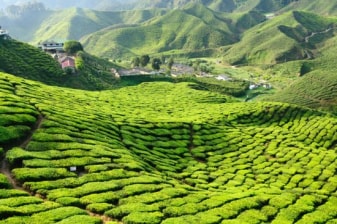 7-Hour Cameron Highlands Tour from Ipoh with Tea Estate and Farms