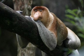 3-Hour Mangrove Safari Boat Tour in Bandar Seri Begawan