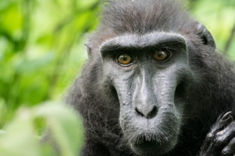 Full-Day Tangkoko National Park Trek with Waruga Heritage Visit