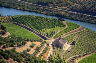 8-Hour Douro Valley Wine Tour with N222 Drive and Vineyard Tastings