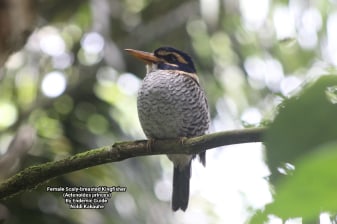6 Hari Bird Photography Tangkoko dan Tomohon Burung Endemik Sulawesi