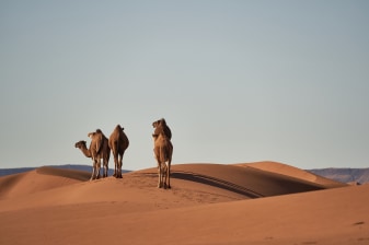 2-Day Marrakech Desert Tour with Camel Ride and Zagora Camp