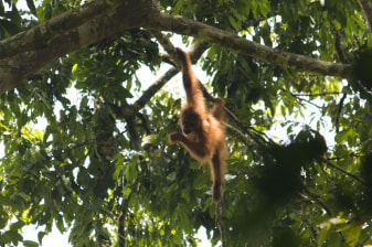 5-Day Bukit Lawang Orangutan and Elephant Tour via Tangkahan