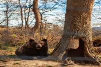 10-Hour Bran Castle and Libearty Bear Sanctuary Tour from Bucharest