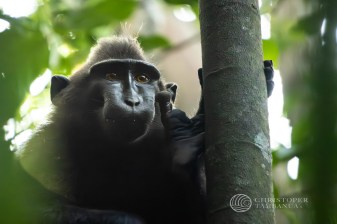 8-Hour Tangkoko Nature Reserve Wildlife Tour with Waruga Heritage