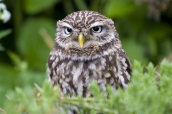 8-Day Bird Watching Tour in Mongolia with Gobi and Gun Galuut