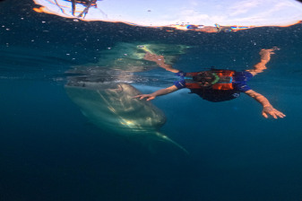 2-Day Lombok to Sumbawa Whale Shark Tour with Kenawa Island
