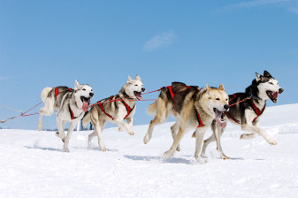 3-Hour Husky Sledge Ride in Kuusamo with Northern Lights Chase